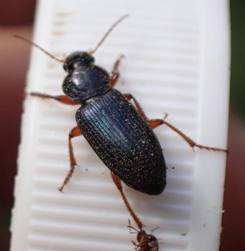 Ophonus ardosiacus